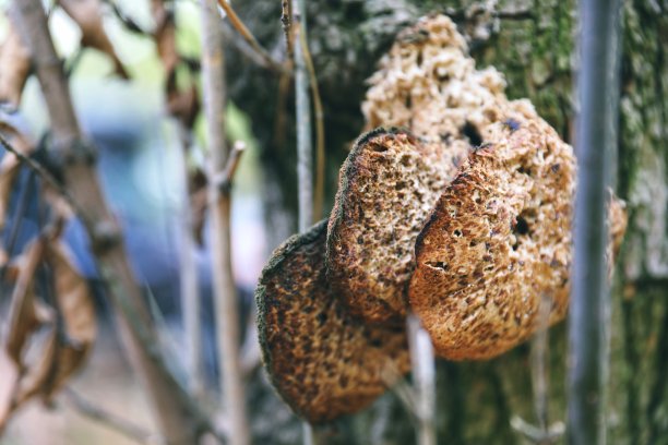 树的蘑菇图片下载