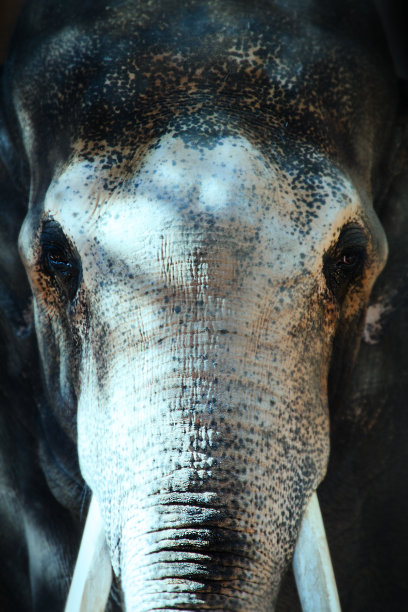 大象的脸靠近图片下载