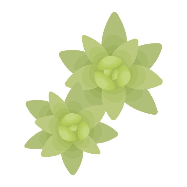 肉质植物。从上往下看。孤立在白色背景上。图片下载