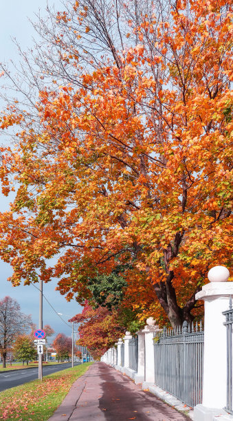 秋天的树巷和柏油路在阳光明媚的莫斯科大学校园图片下载