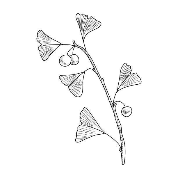 矢量图银杏图片下载