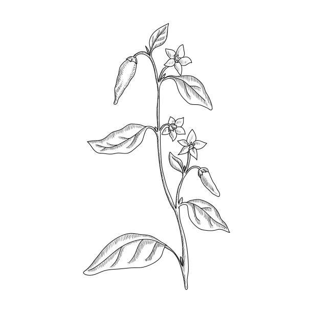 矢量画辣椒植物图片下载