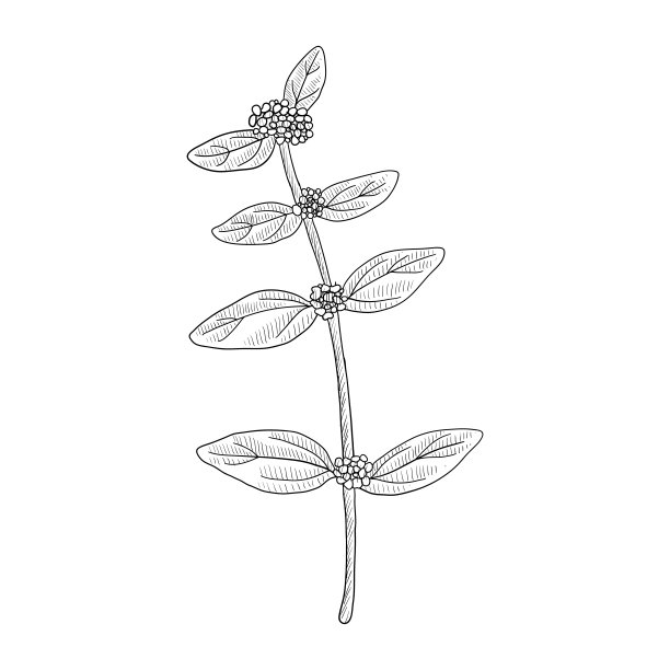 病媒绘制哮喘植物图片下载