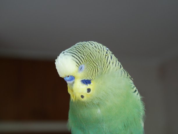 绿色和黄色的虎皮鹦鹉。图片下载