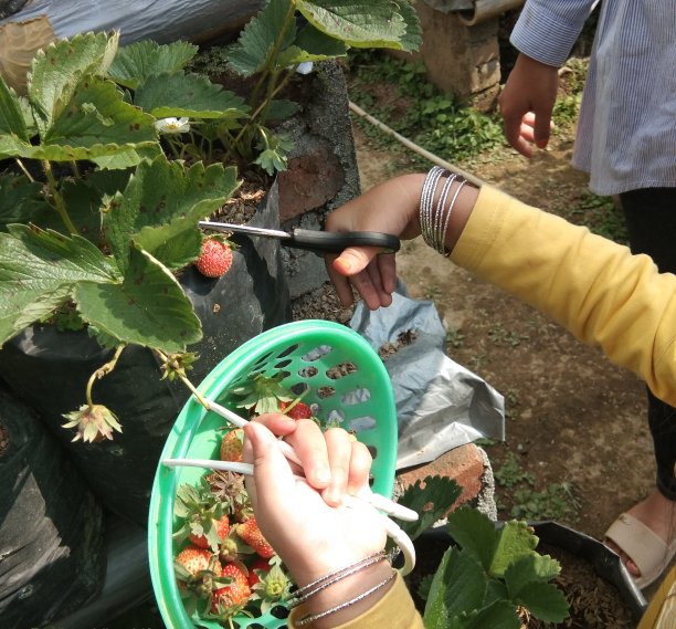 草莓收获图片下载