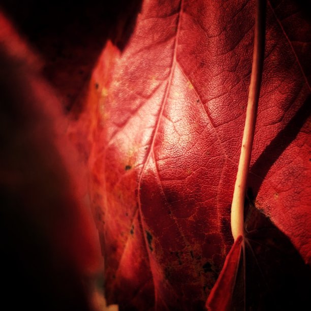 戏剧性的红叶飘落图片下载