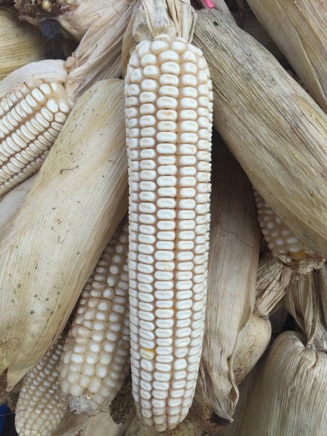 成熟的玉米穗图片下载