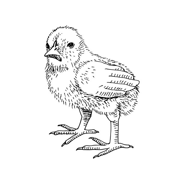 复古风格的手绘鸡图片下载