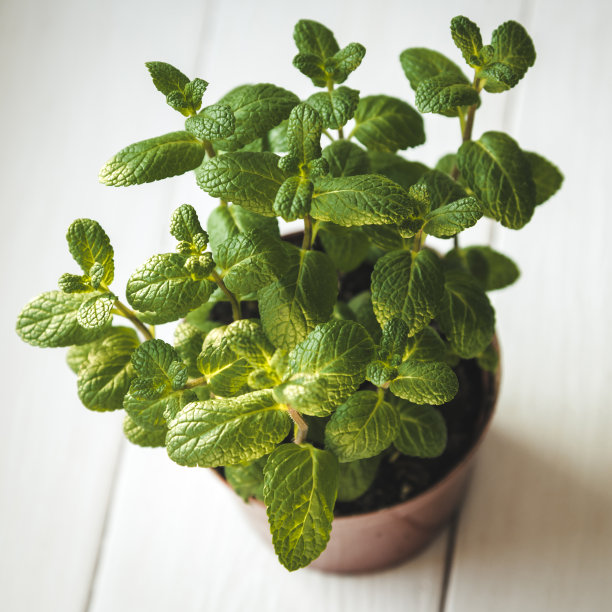 新鲜的薄荷图片下载