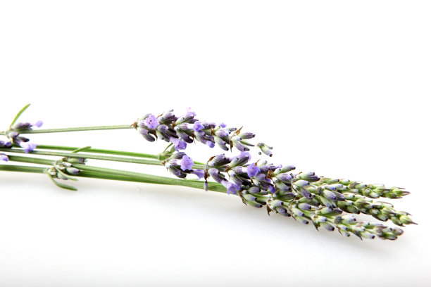 特写的薰衣草花对白色的背景图片下载
