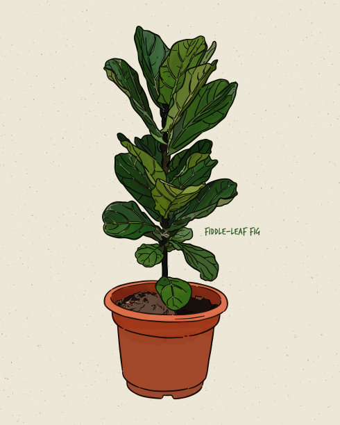 青松，俗称琴叶榕图片下载