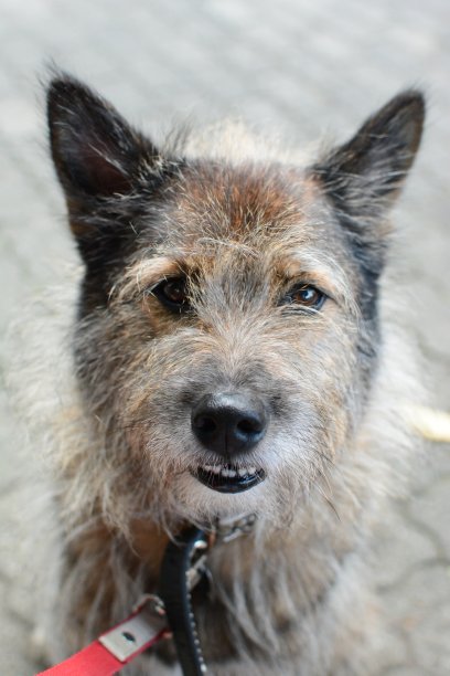 公园里的一只狗，对着镜头微笑图片下载