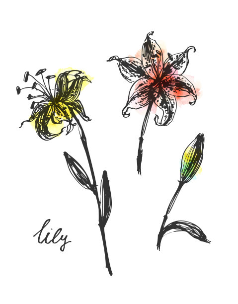 一套向量手绘水墨线条艺术和水彩染色花图片下载