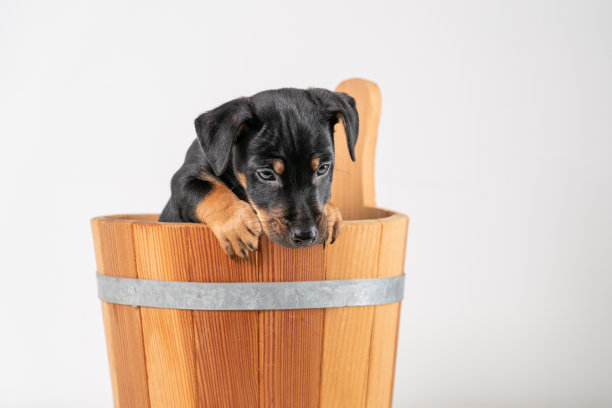 一个可爱的杰克罗素梗小狗的肖像，在一个木制的桑拿桶，孤立在一个白色的背景图片下载