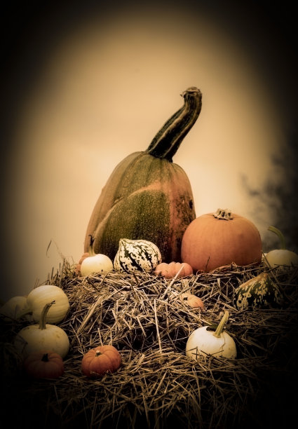 南瓜乡景与流浪图片下载