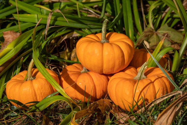 感恩节前的秋天，花园里的一堆微型南瓜图片下载