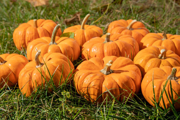 农场草地上的一堆小南瓜图片下载