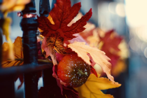 秋天装饰红色和橙色的叶子和南瓜图片下载