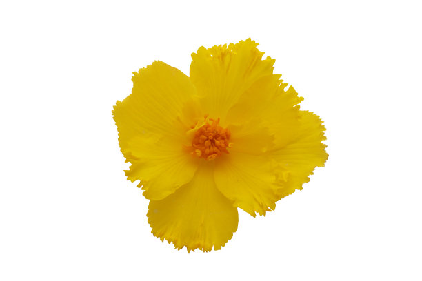 黄色的秋海棠开了花。图片下载