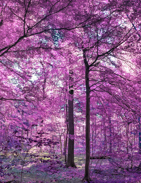 美丽的粉红色和紫色的红外全景乡村景观与蓝天图片下载