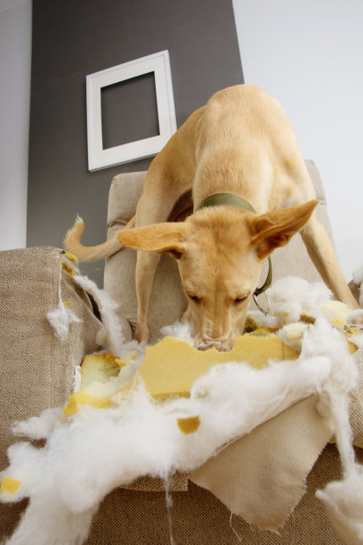 小狗狗咬坏了沙发。服从问题和初期概念。图片下载