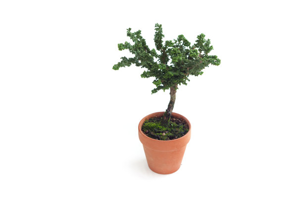 小盆景树。盆栽植物。柏树。图片下载