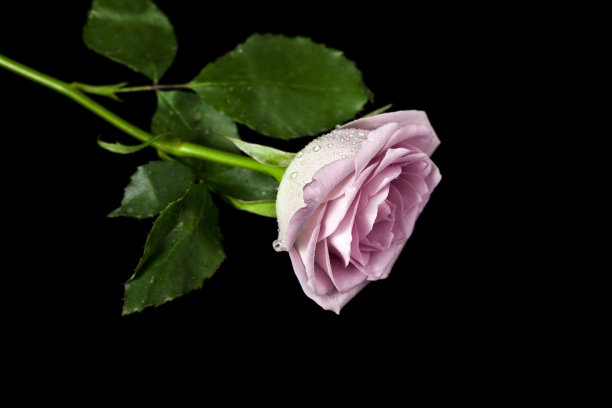 玫瑰花和水滴图片下载