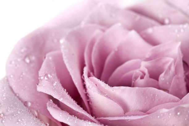 紫色的玫瑰花带着水滴图片下载
