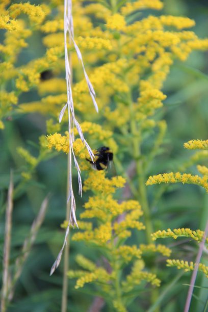 秋麒麟草属植物和蜜蜂图片下载