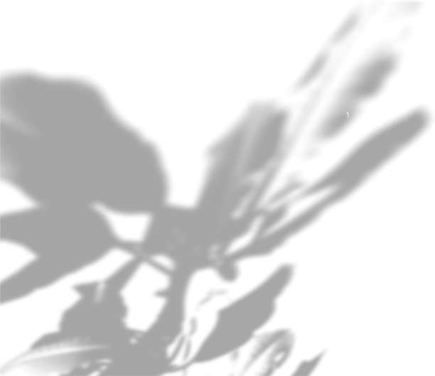 夏天的植物阴影背景阴影图片下载