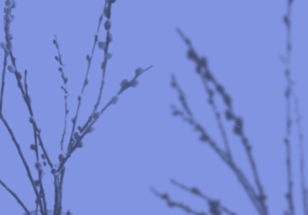 夏季背景植物阴影阴影图片下载