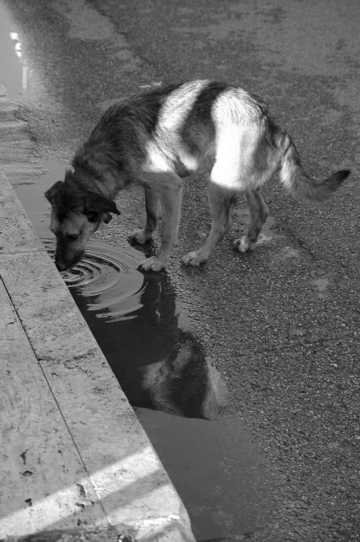 流浪狗图片下载