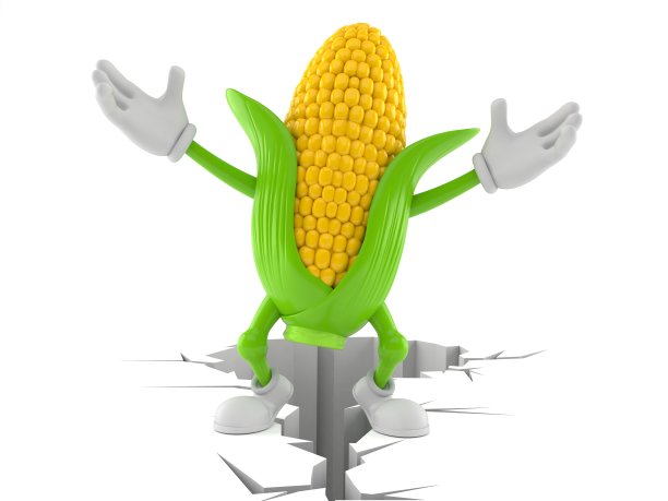 玉米的特性站在龟裂的土地上图片下载