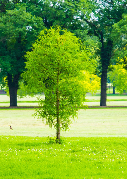 公园里的一种针叶树。图片下载