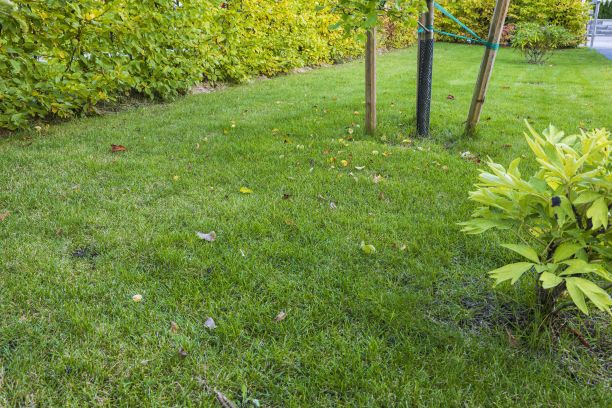 美丽的秋天的草地上的花园。美丽的自然背景，纹理。秋天的概念。图片下载