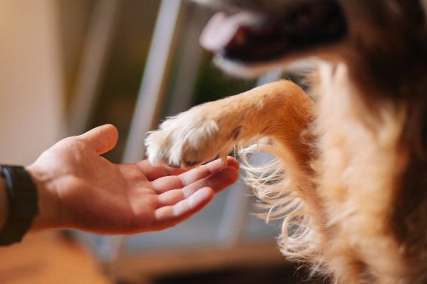 狗爪子和人的手图片下载