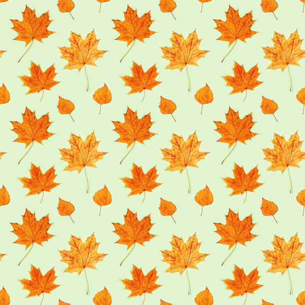 从美丽的黄色秋叶无缝图案。秋天的时间。图片下载