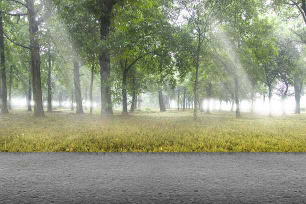 柏油路上的绿色森林图片下载