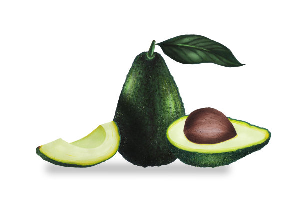 全鳄梨，叶子孤立在白色背景上。生酮饮食手绘。有机食品。健康饮食理念，旧石器产品，标签，横幅，包装。商标或纺织品的装饰元素。图片下载