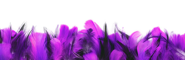 羽毛紫罗兰白色背景。图片下载