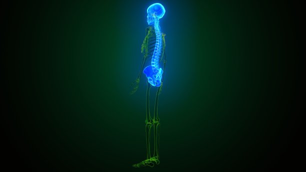 包括:颅骨，脊柱和肋骨解剖学。图片下载