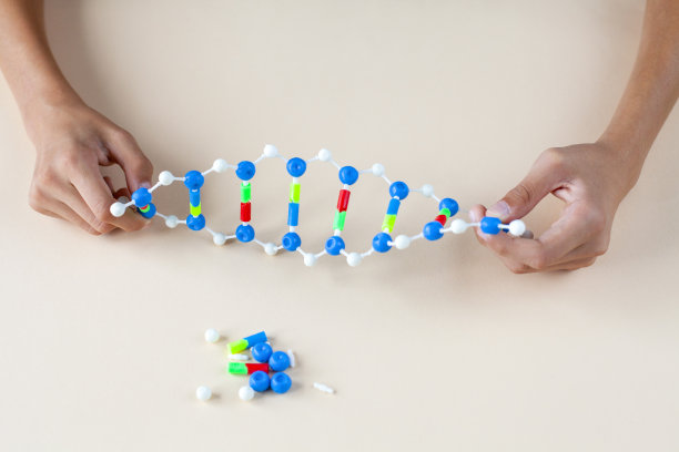 学生为任务组装DNA模型图片下载