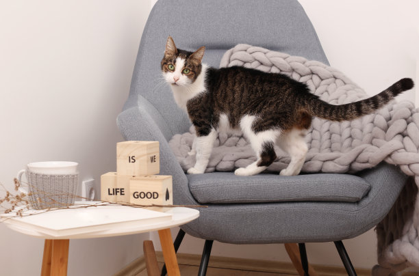 舒适的家，温暖的气氛，可爱的猫在舒适的扶手椅上图片下载