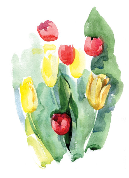 一束红色和黄色的郁金香。水彩插图孤立。图片下载