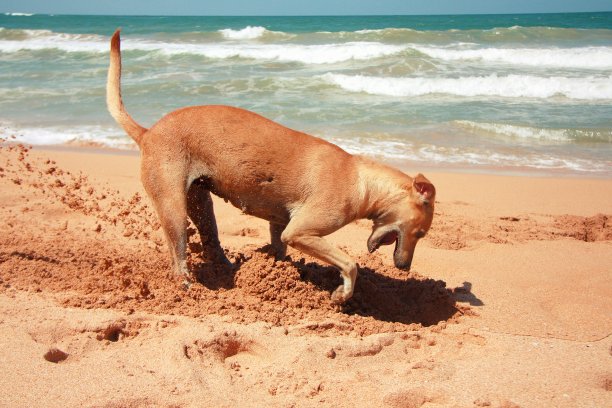 沙滩上有趣的姜黄色狗。图片下载