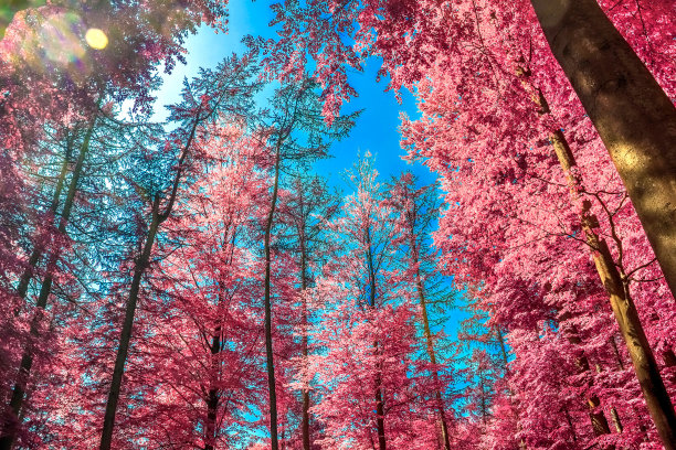 美丽的粉红色和紫色的红外全景乡村景观与蓝天图片下载