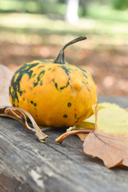 木棉和秋叶在木板上图片下载
