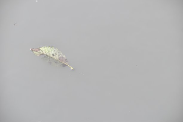 一片叶子漂浮在水面上。图片下载