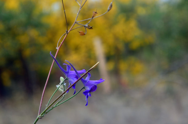 紫色的花在雾中的森林。美丽的图片,壁纸图片下载