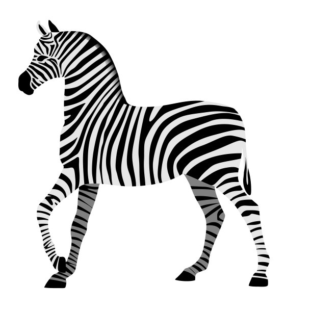 斑马画在黑白条纹上孤立的白色。图片下载